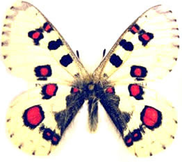 Parnassius nomion