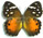 Paralethes dendrophilus