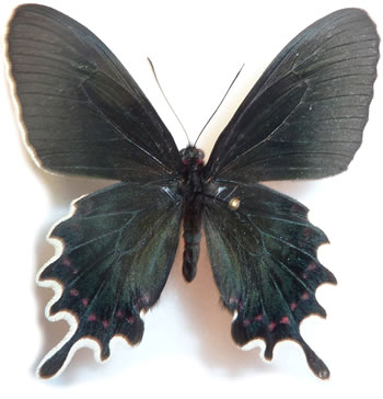 Parides bunichus 