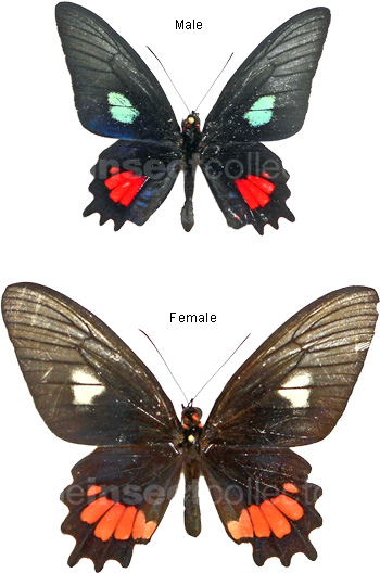 Parides echemon 