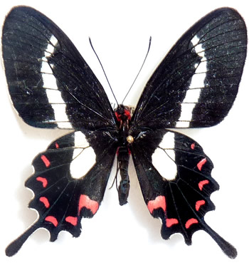 Parides agavus