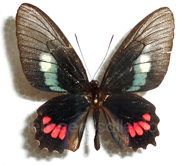 Parides aglaope