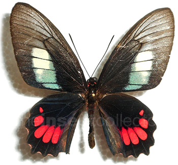 Parides aglaope