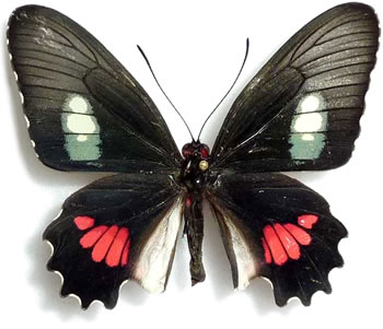 Parides anchises 