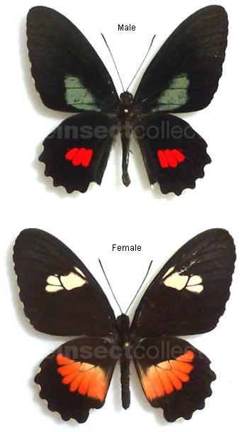 Parides anchises 