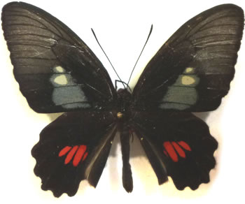 Parides anchises 