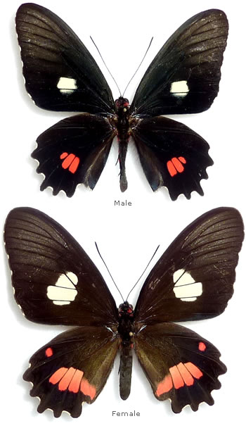 Parides anchises 