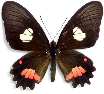 Parides anchises 