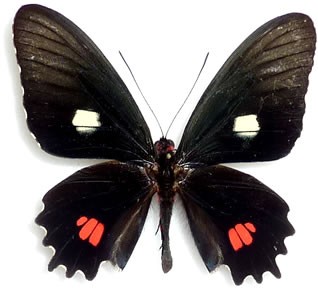 Parides anchises 