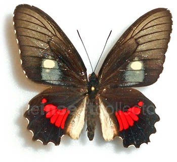 Parides anchises 