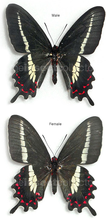 Parides bunichus 