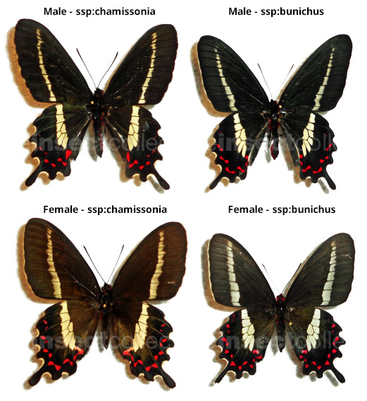 Parides bunichus