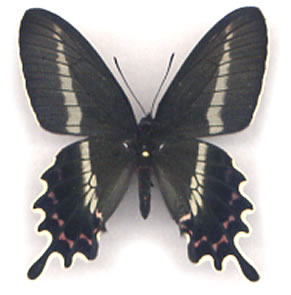 Parides bunichus 