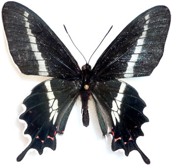 Parides bunichus 