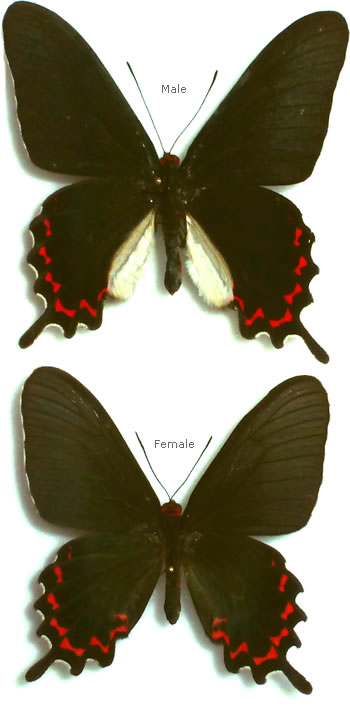 Parides bunichus 