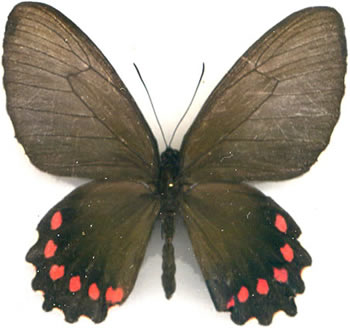 Parides burchellanus