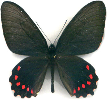 Parides burchellanus