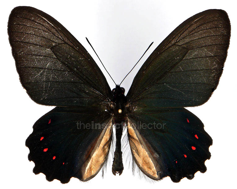 Parides burchellanus  