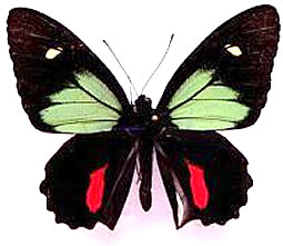 Parides childrenae