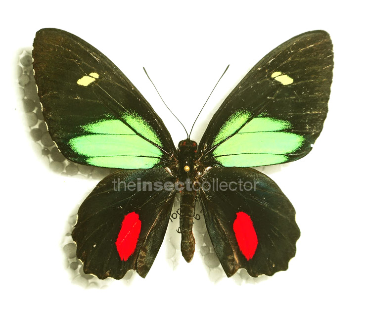 Parides childrenae 