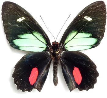 Parides childrenae