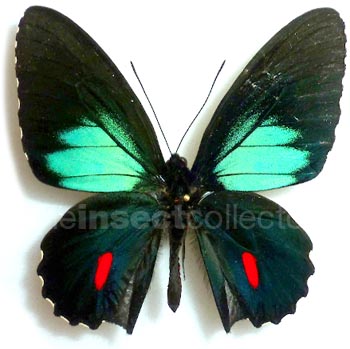 Parides childrenae