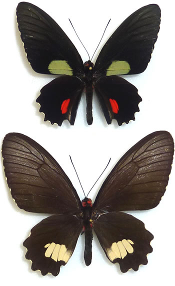 Parides cutorina