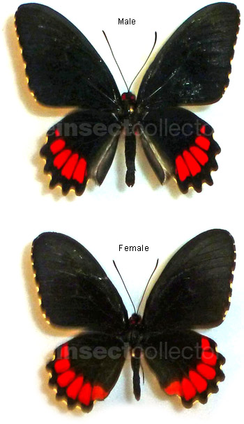 Parides erithalion 