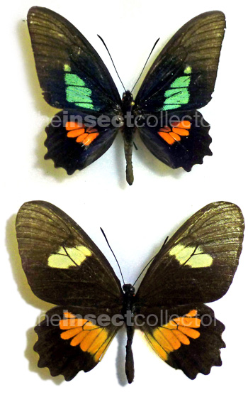 Parides eurimedes 