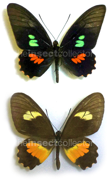 Parides eurimedes 