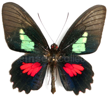 Parides eurimedes 