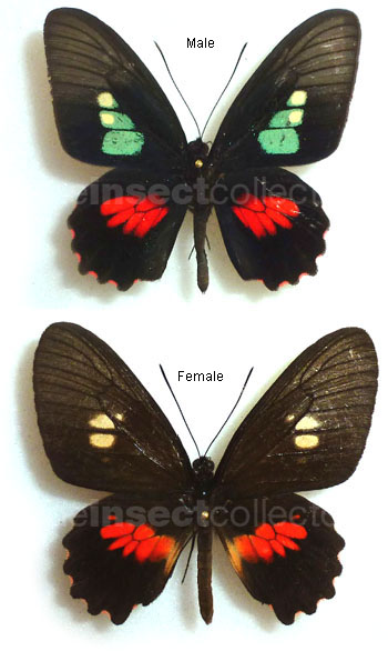 Parides eurymedes 