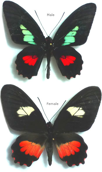 Parides eurymedes 