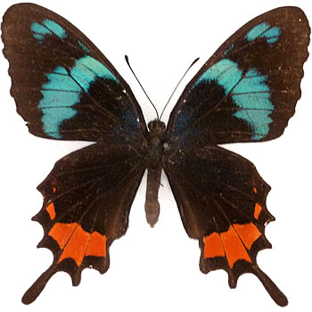 Parides gundlachianus