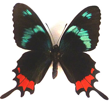 Parides gundlachianus