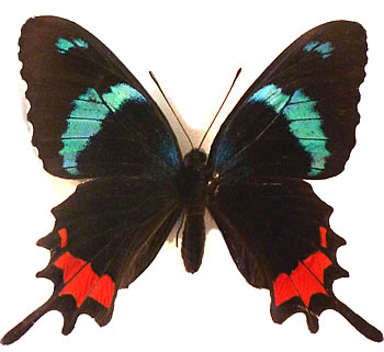 Parides gundlachianus