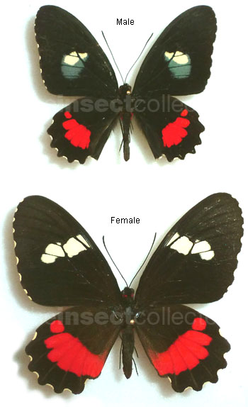 Parides iphidamas 