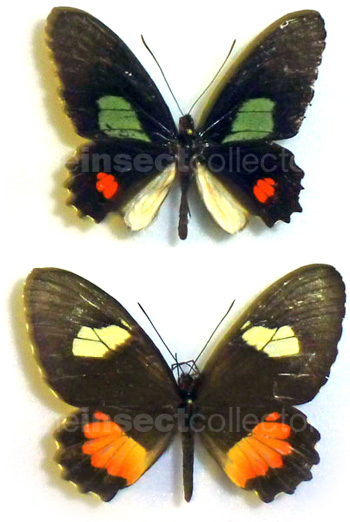 Parides iphidamas 