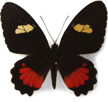 Parides lycimenes(=panares) 