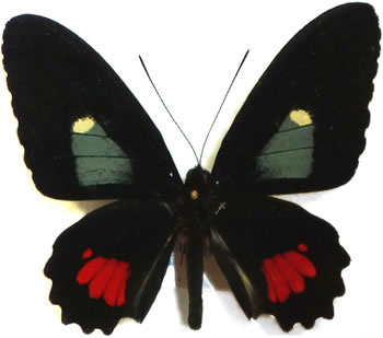 Parides lycimenes(=panares) 