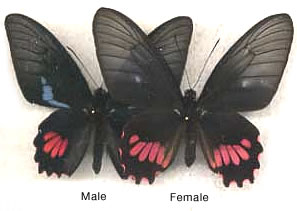 Parides lysander