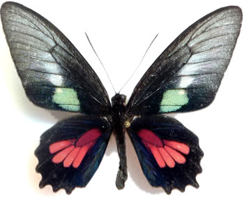 Parides neophilus