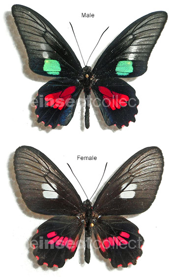 Parides neophilus 