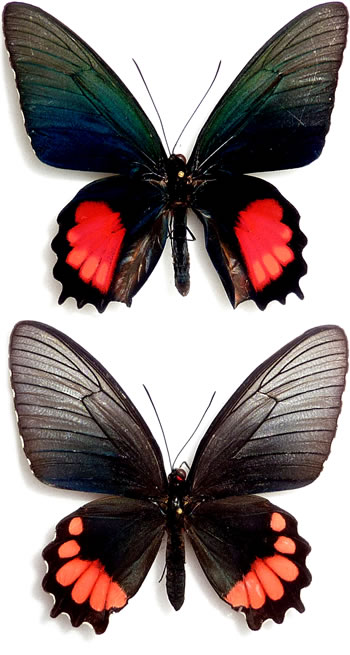 Parides orellana