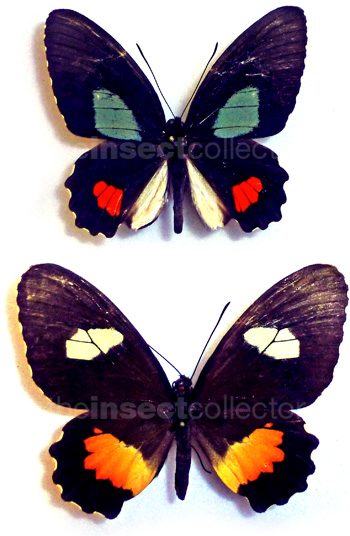 Parides panares 