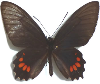 Parides panthonus 