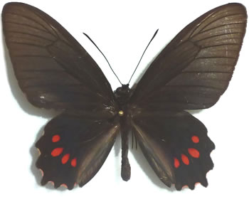 Parides panthonus 