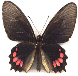 Parides panthonus 