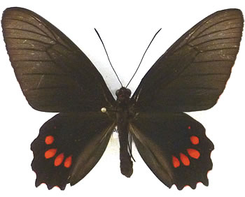 Parides panthonus 