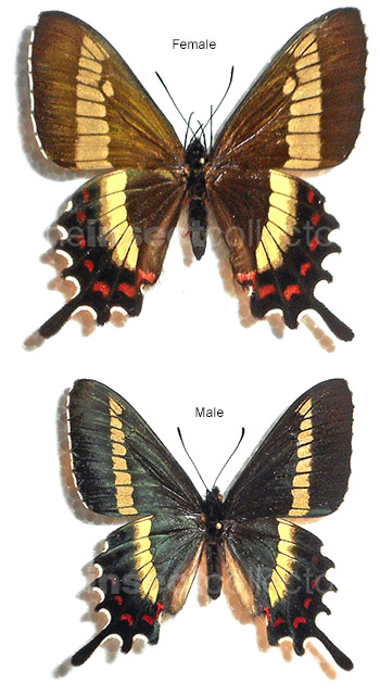 Parides phalaecus